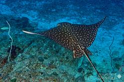 Oman Scuba Diving Holiday. Luxury Oman Aggressor Liveaboard. Eagle Ray.